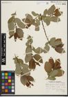 Foto von Salix pseudomonticola C. R. Ball